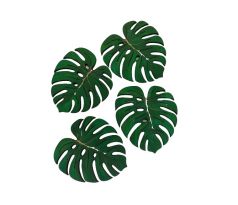 Dřevěná brož monstera I. WJP-004/0121